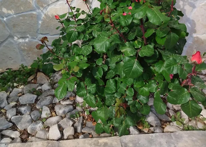 Antonio - Apartament Trogir